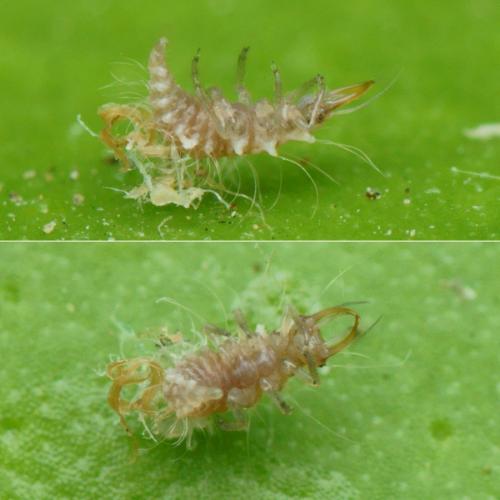 Pseudomallada clathratus